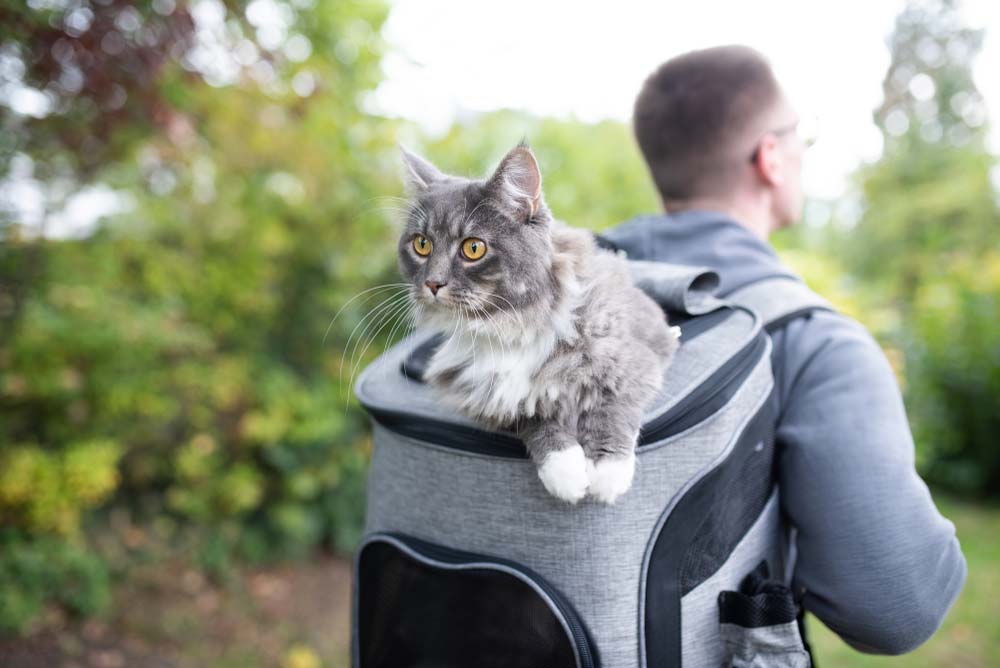 Cammino di Santiago con animali