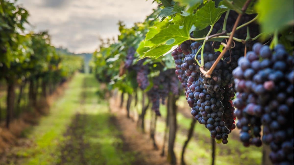 viñedos